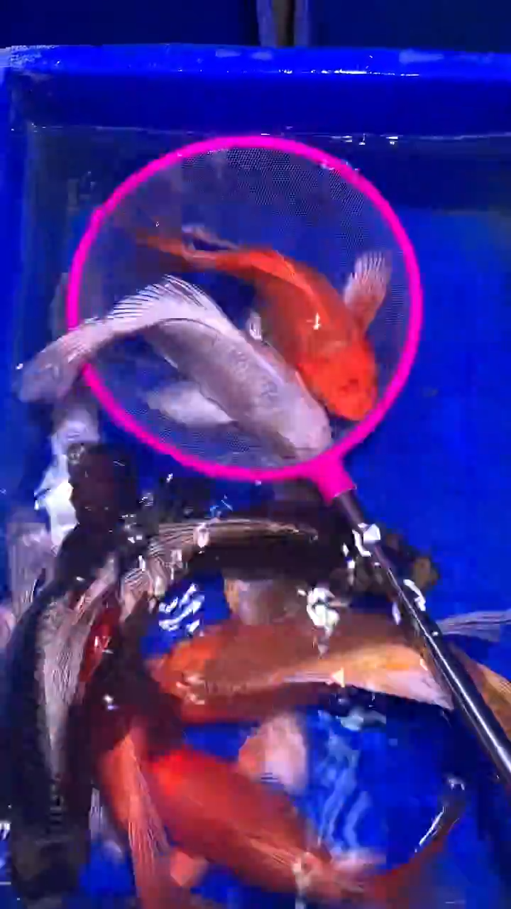 蝴蝶鲤鱼蝴蝶鲤直播选鱼专用链接 凭开箱视频售后