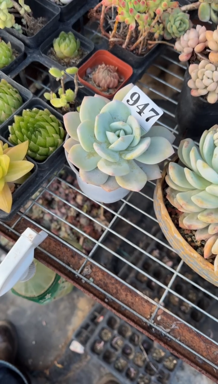 【闪购商品】947奶茶