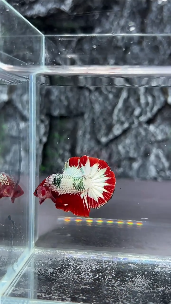 斗鱼斗鱼竞拍A053