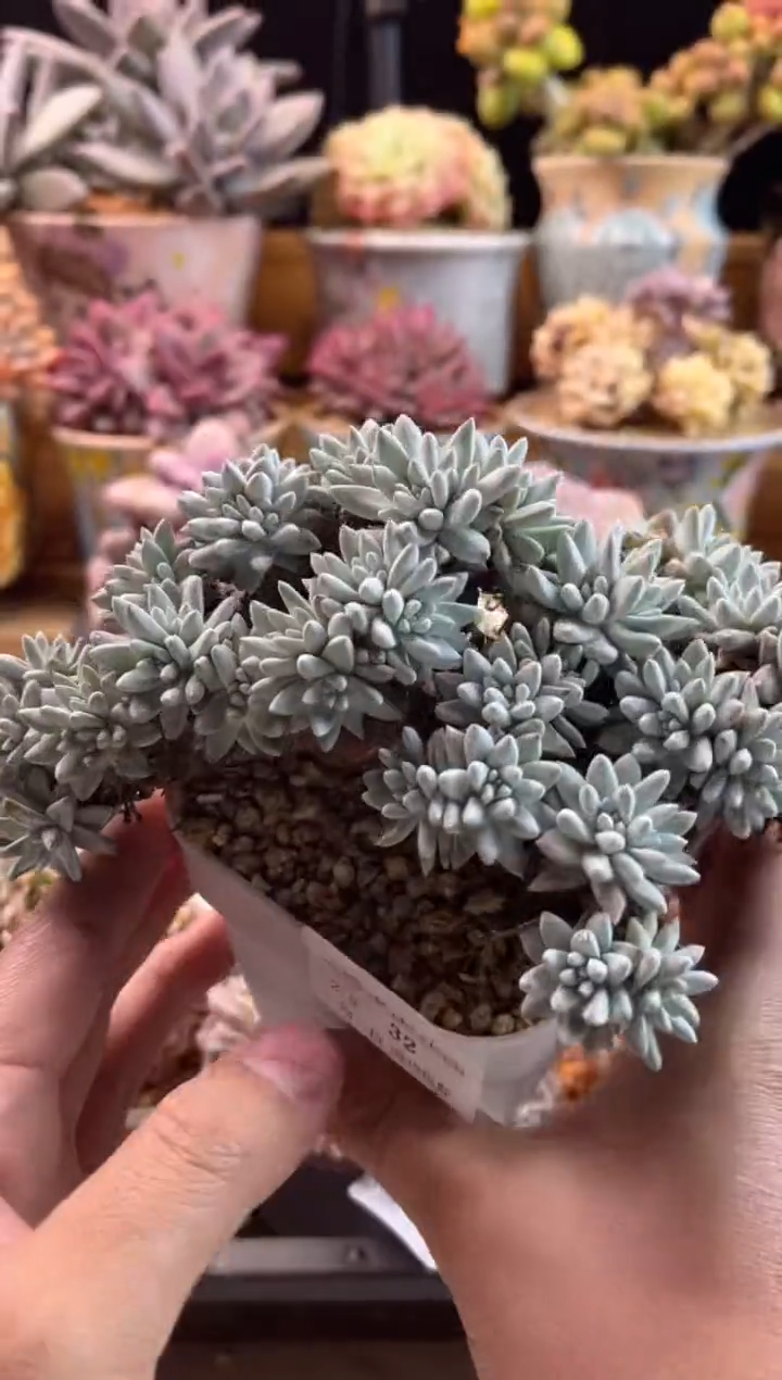 【闪购商品】2.8-32白菊