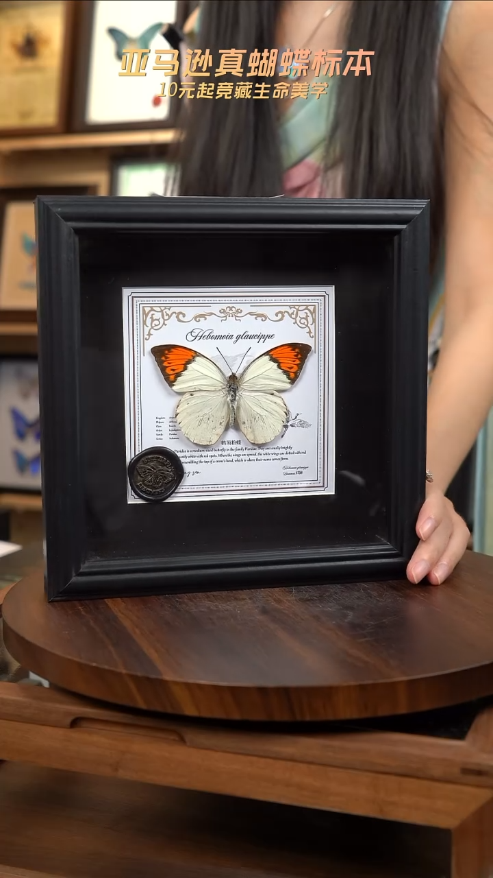 鹤顶粉蝶盲盒版7寸方框