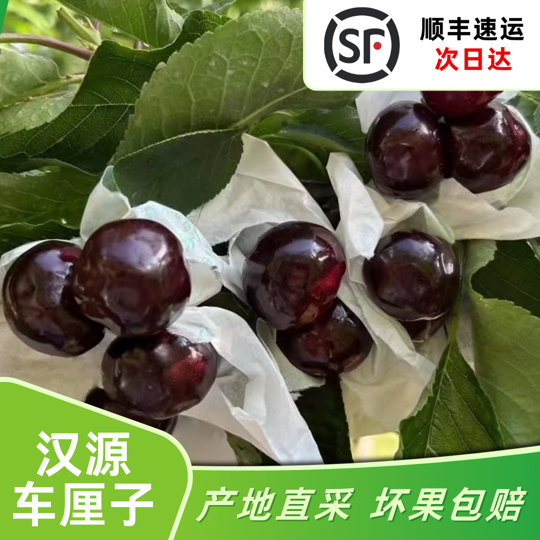 【顺丰次日达】新鲜汉源车厘子应季 2/3/5斤装 L/XL/J/JJ 酸甜大果套袋甜度加 肉厚现摘汉源车厘子黑珍珠樱桃