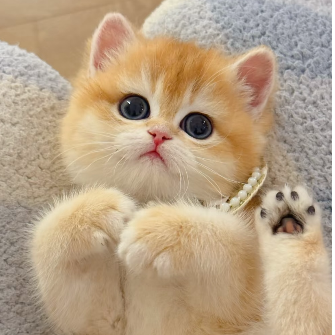 【全品类猫猫】柏布偶金渐层蓝金缅因等《拍下联系黄车客服挑选》