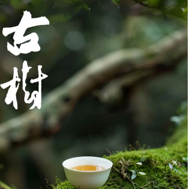 普洱茶严选 — 云南普洱茶 饼茶通用 代拍链接 1号 357克