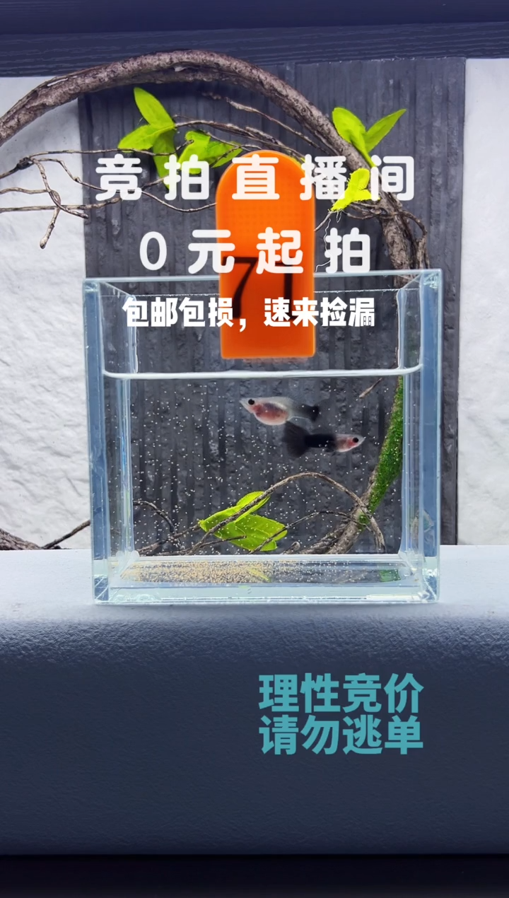 孔雀鱼蓝礼服玻璃猫一对带胎编号71