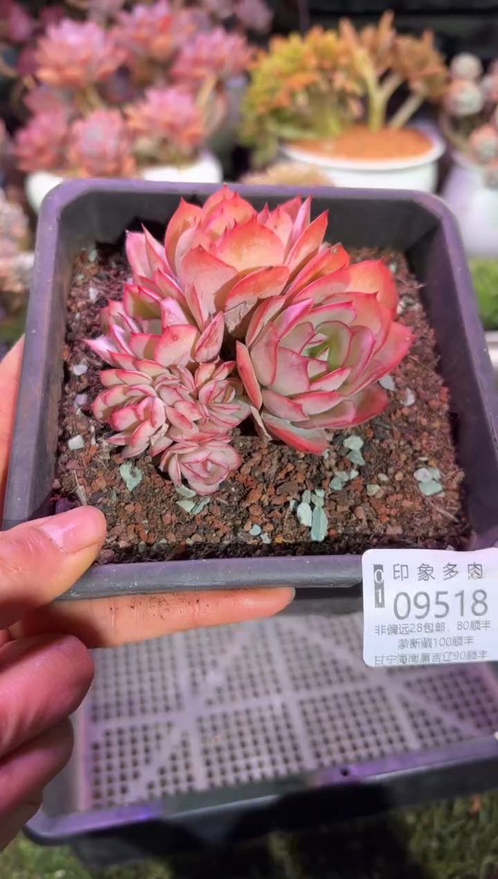 【闪购商品】09518