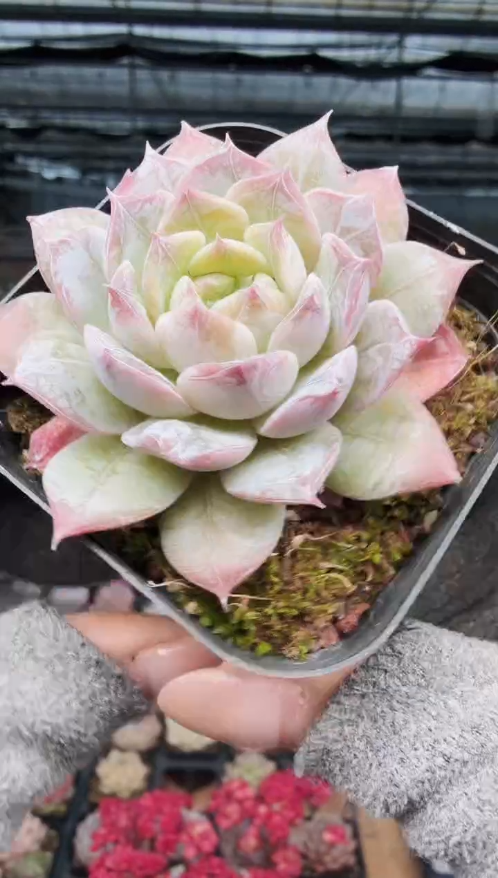 东云多肉园新款-462