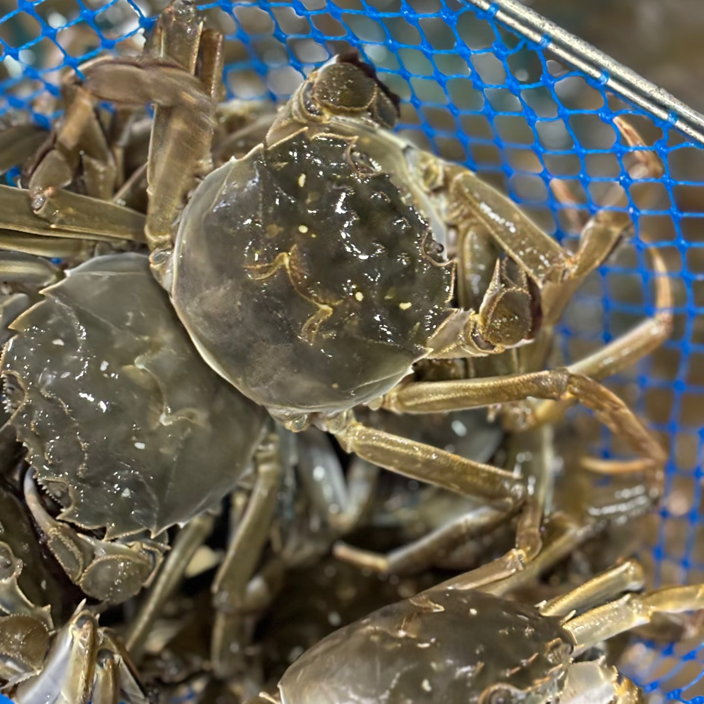 【备用1号】江苏精品河蟹2两母蟹8只装小时达