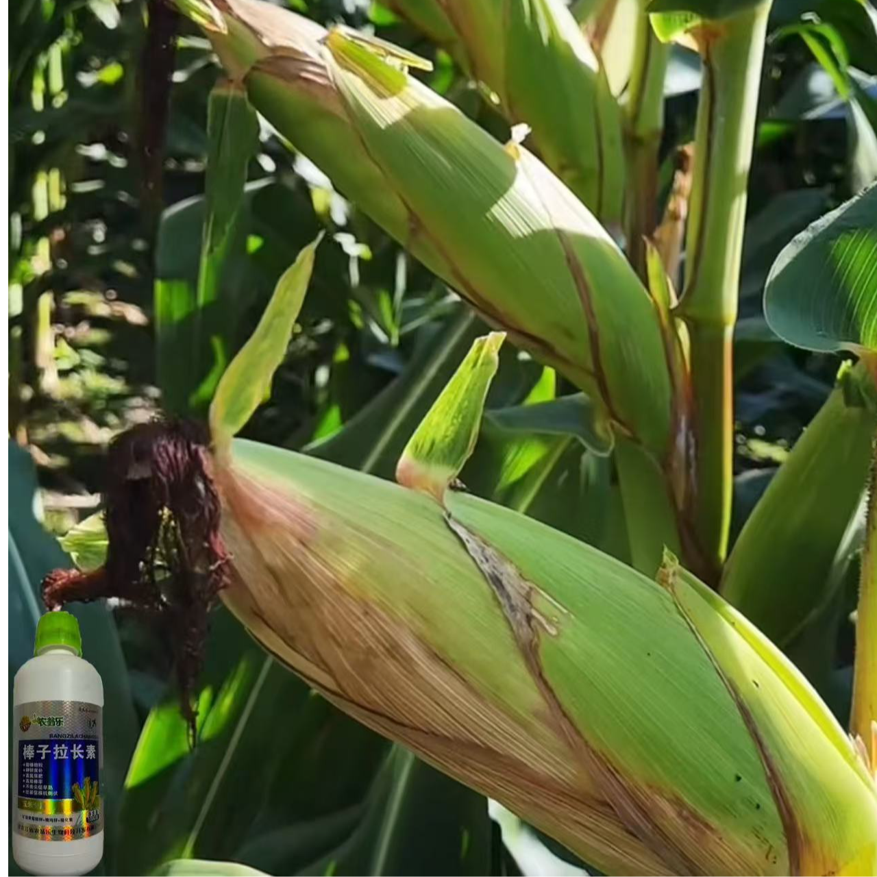 高产铁3131国审抗倒伏铁系矮杆大棒新品肥