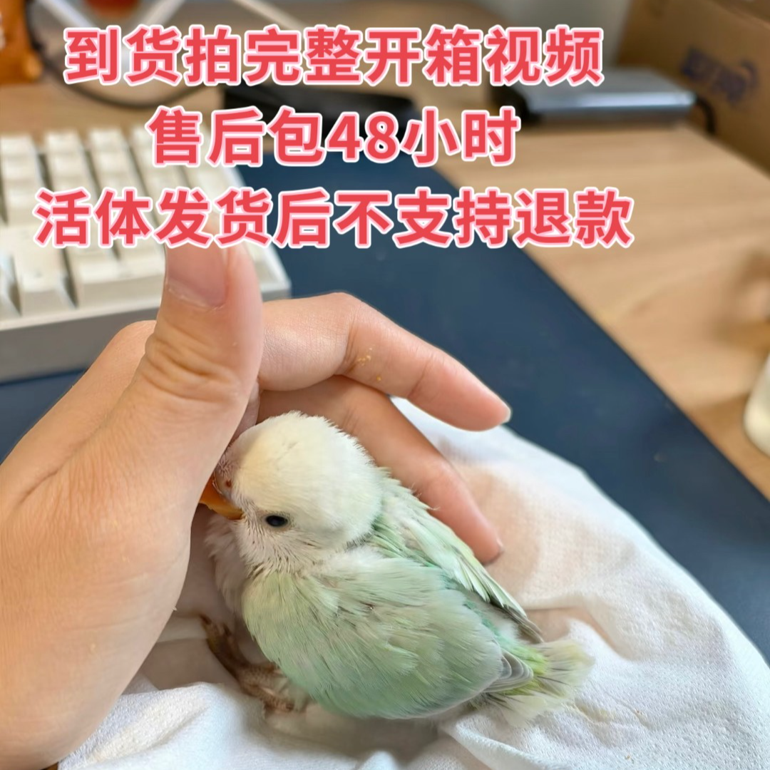 手养亲人牡丹鹦鹉活体