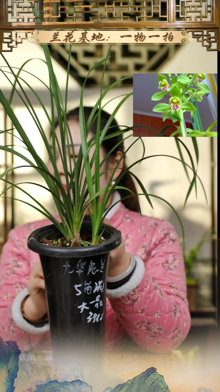全部花苞大一品5苗2花苞