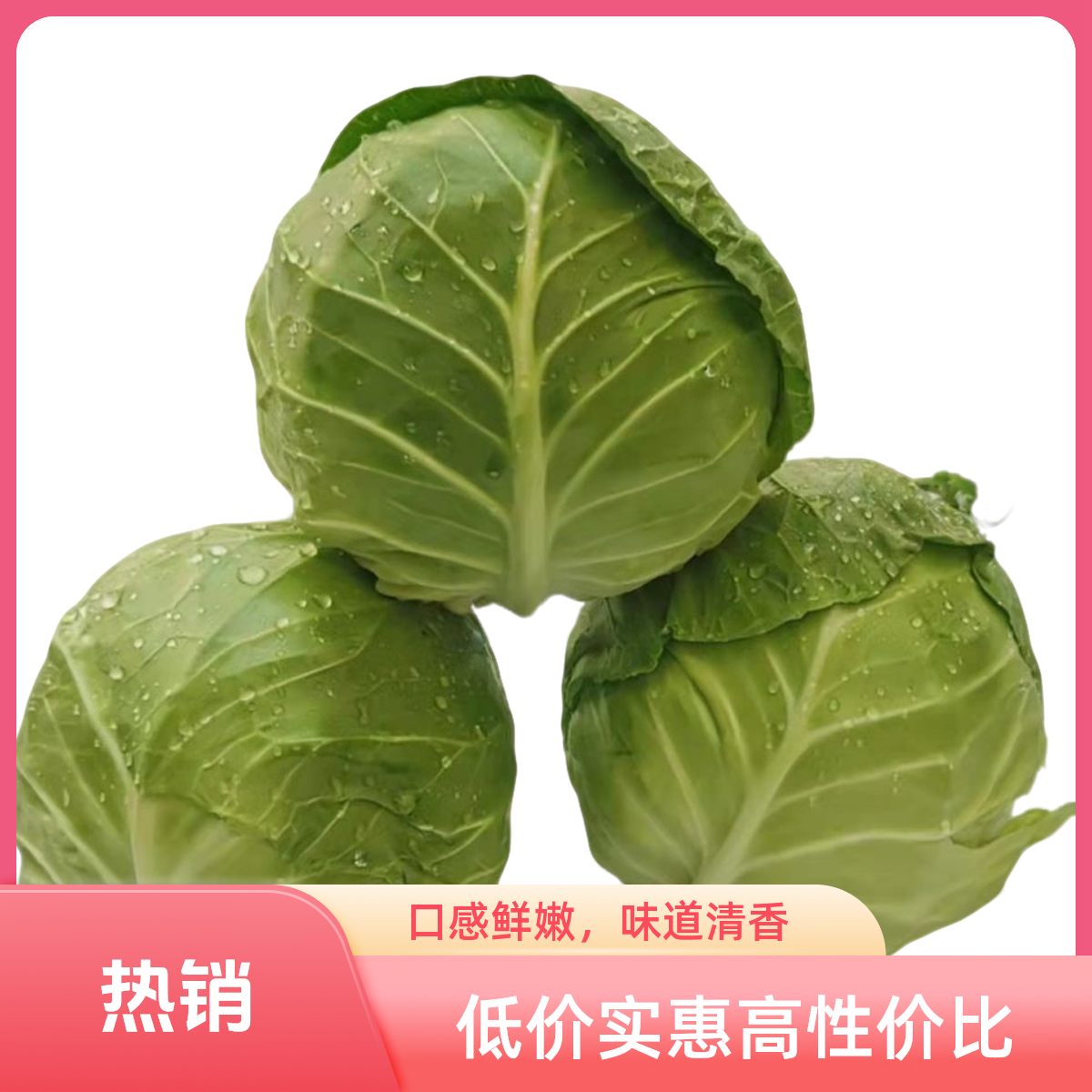 云南西双版纳圆包心菜源头基地直发新鲜现砍包心菜