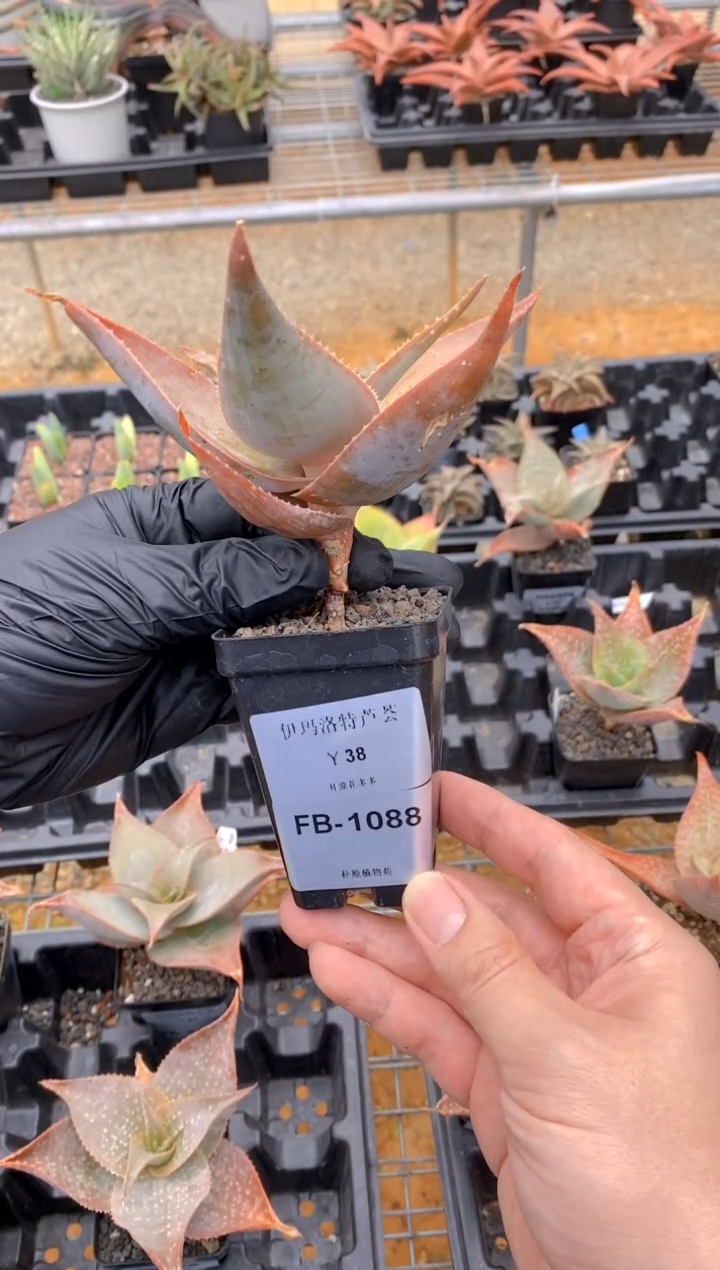 【闪购商品】伊玛洛特脱土FB-1088