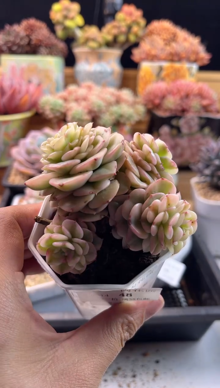 【闪购商品】2.14-48蜡牡丹锦