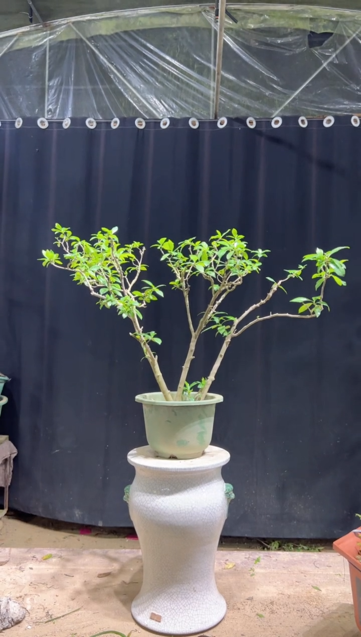 当前无花栽培后可以开花什****/海岛栀子花