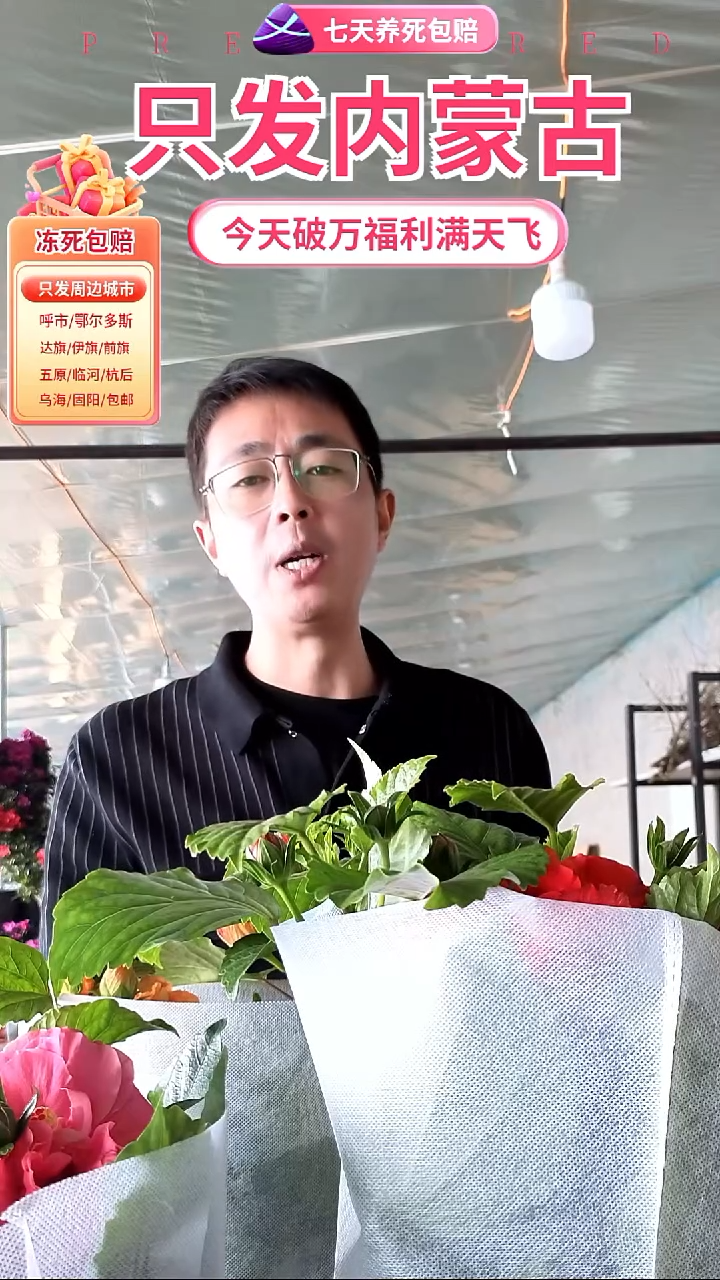 完全开放木槿京东包邮