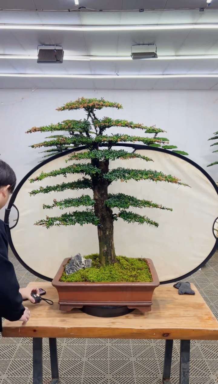 无花朵造型盆景一物一拍