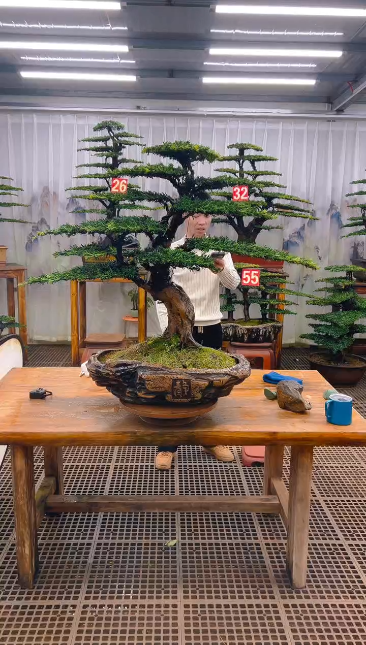 无花朵开*者精品盆景直播间一物一拍