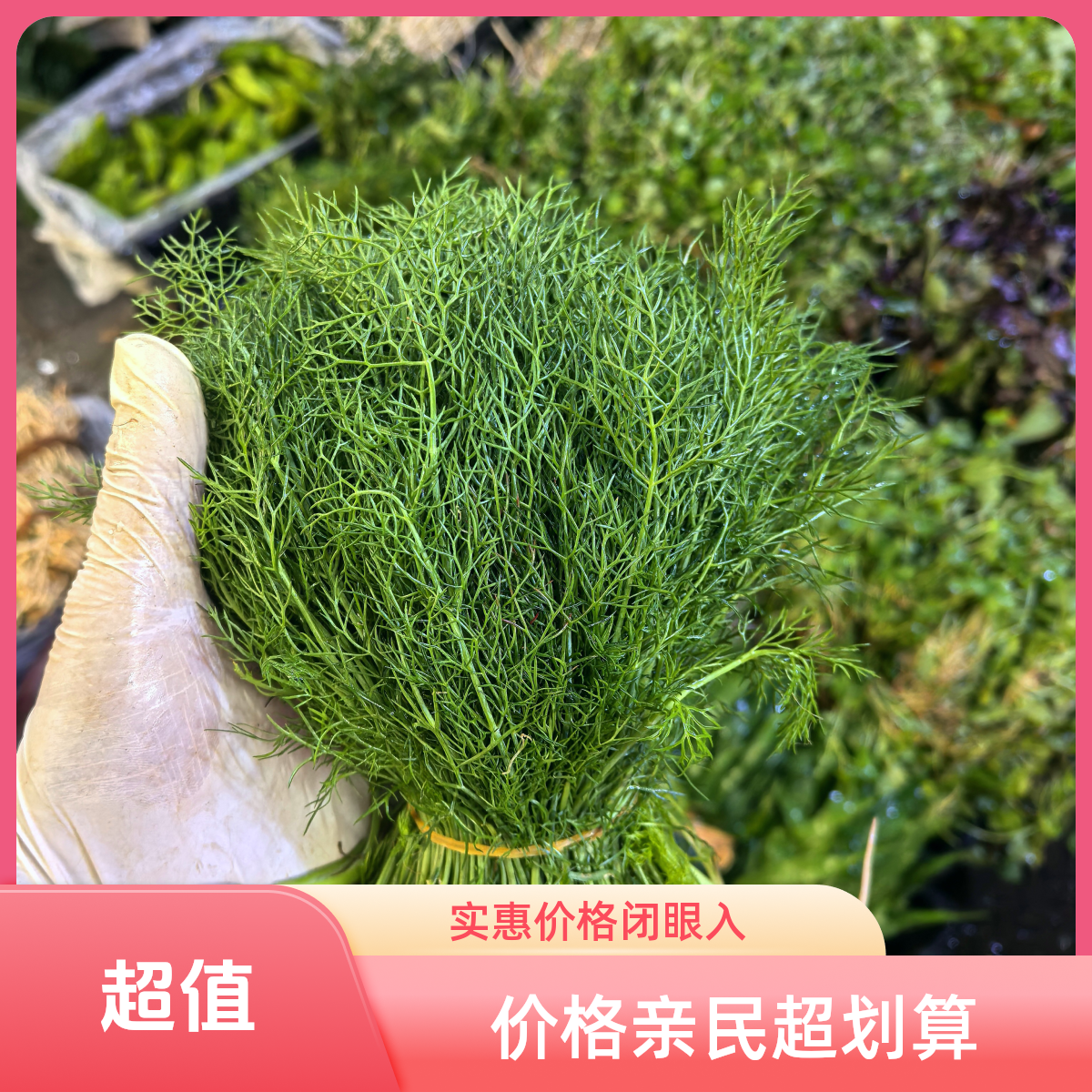 云南新鲜茴香菜现摘现发鲜嫩头茬农家自种图片小茴香苗现拔现发
