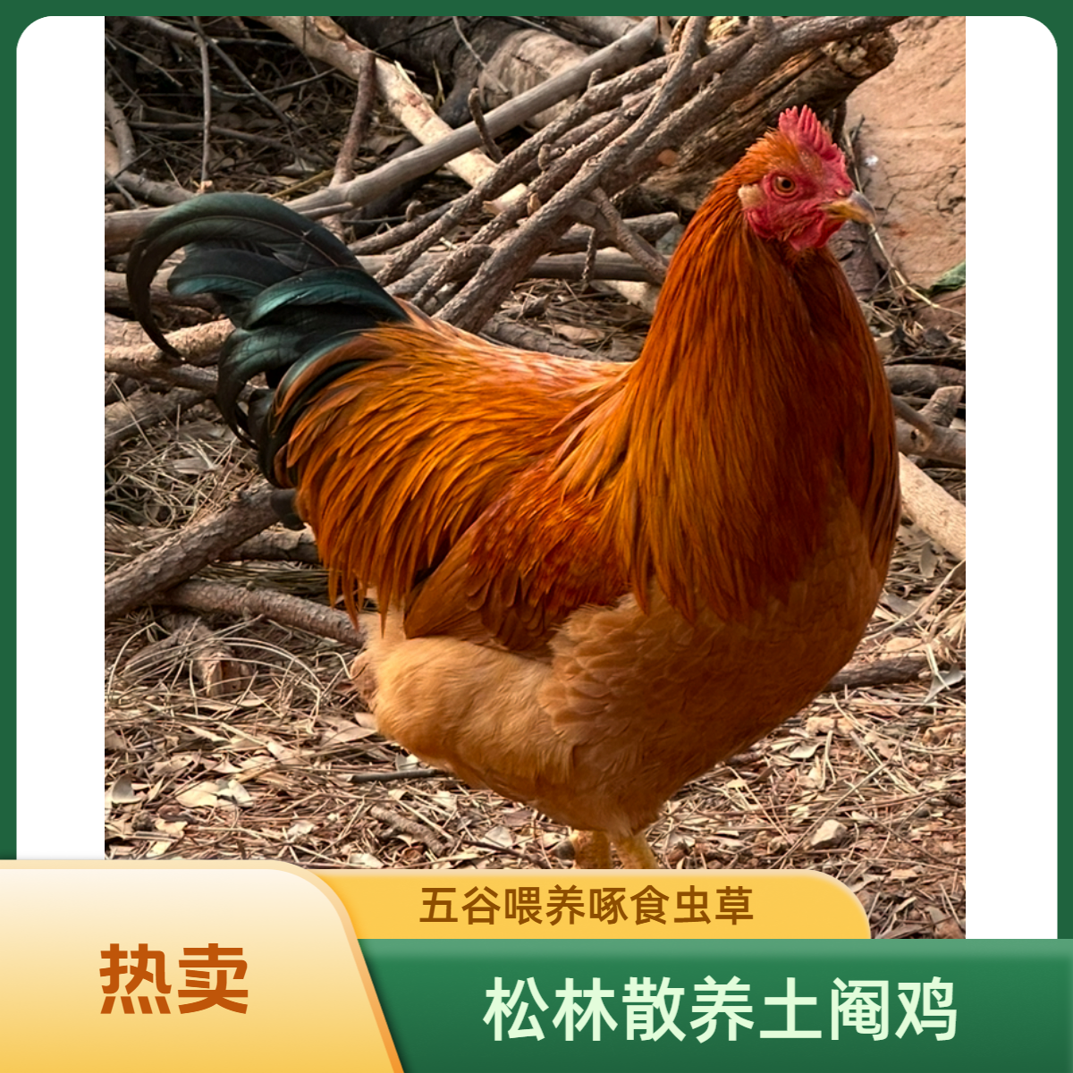 （现杀生鲜）松山林散养土阉鸡6.5斤以上260天以上顺丰冷链包邮