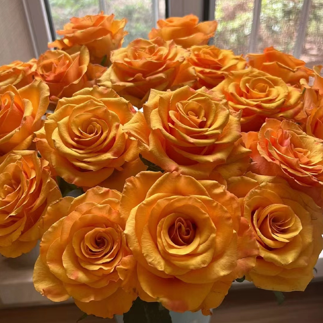 辉煌-单头玫瑰螺旋状花型 花瓣厚实花型规整 易养易开