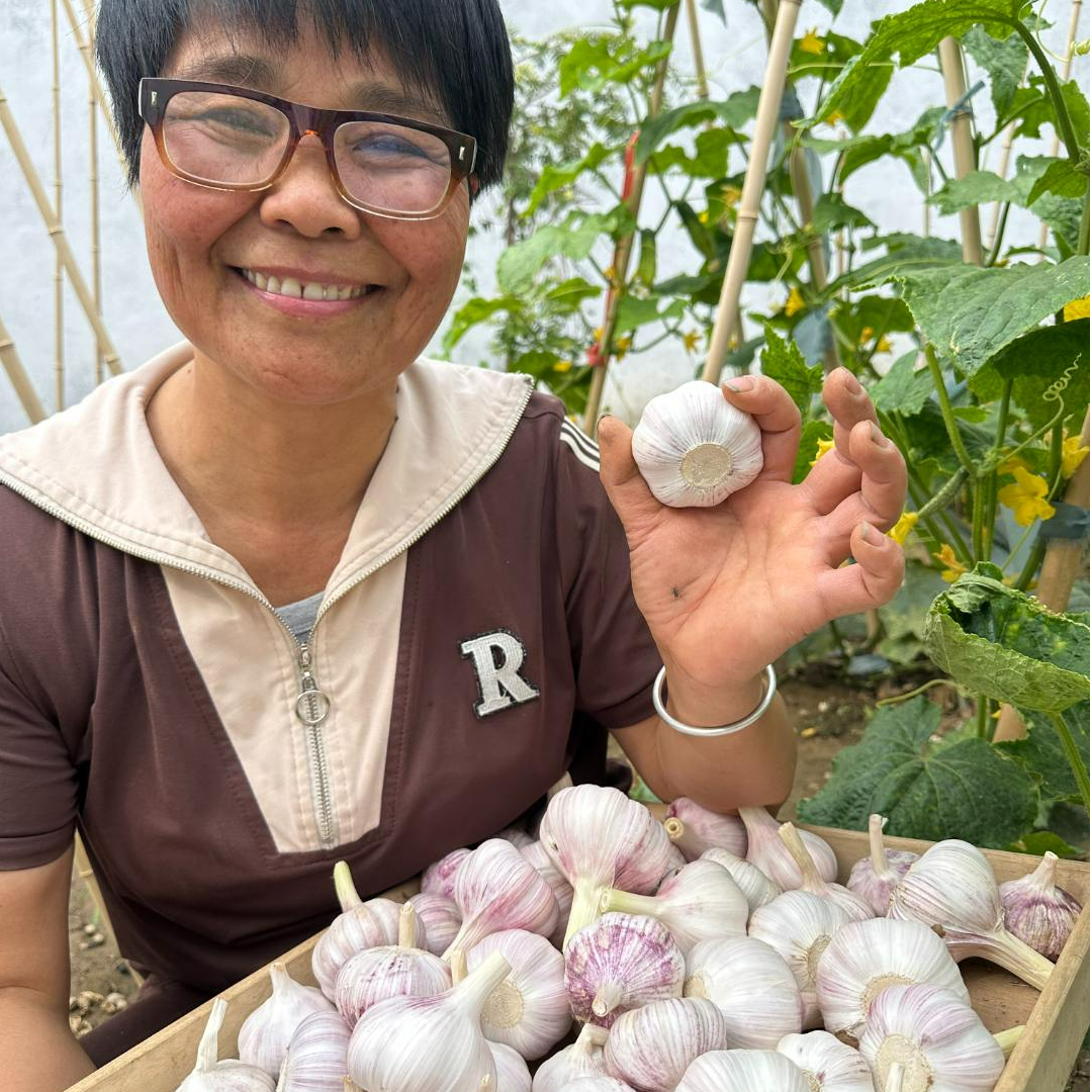 2号正宗紫白皮大蒜新干蒜包邮鲜大蒜香蒜瓣蒜产地鲜美皮薄批发