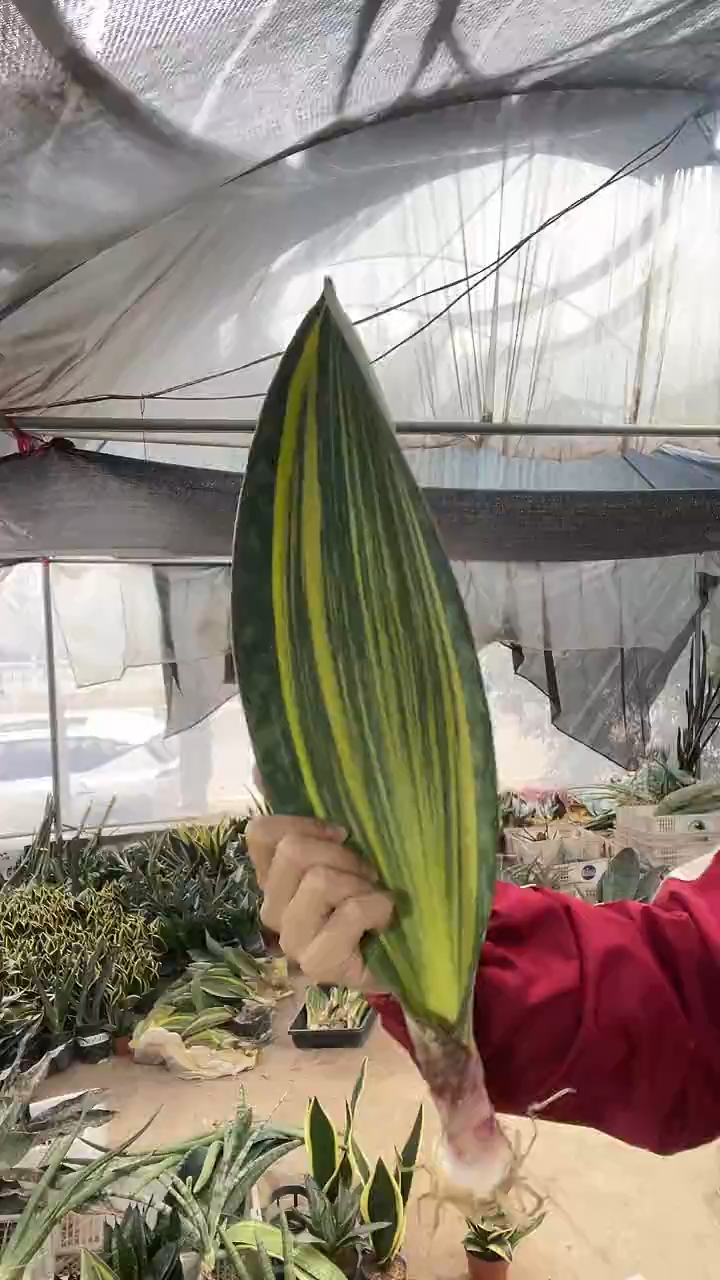 单叶黄金宝镜裸根18.8