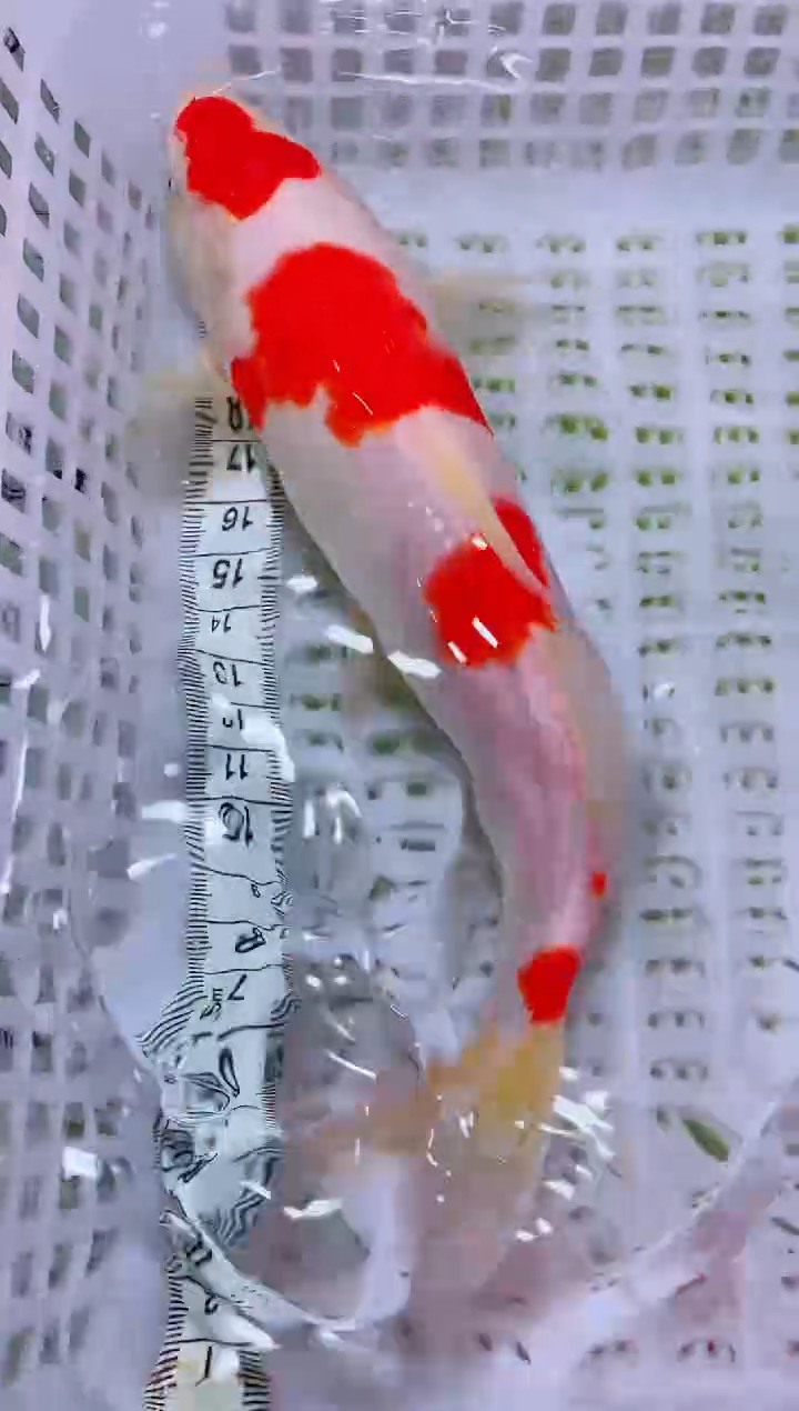 锦鲤血统锦鲤全场包邮22