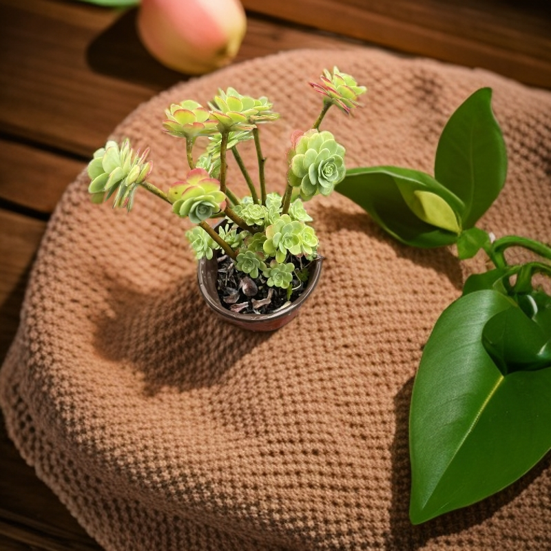 薄化妆多肉植物室内绿植盆栽可净化空气