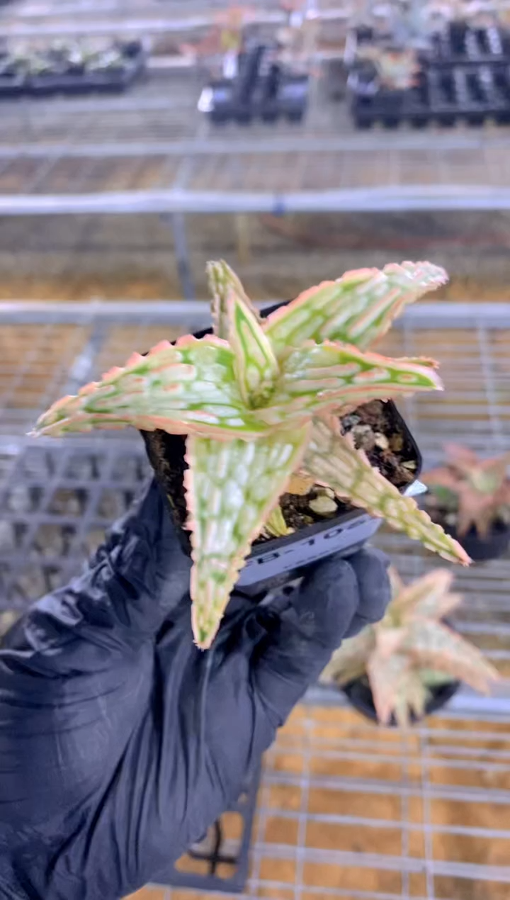 【闪购商品】园艺芦荟wl303FB-1055