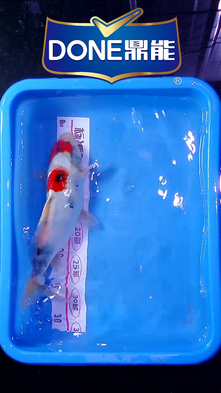 锦鲤直播间菁选 对版发货 16号