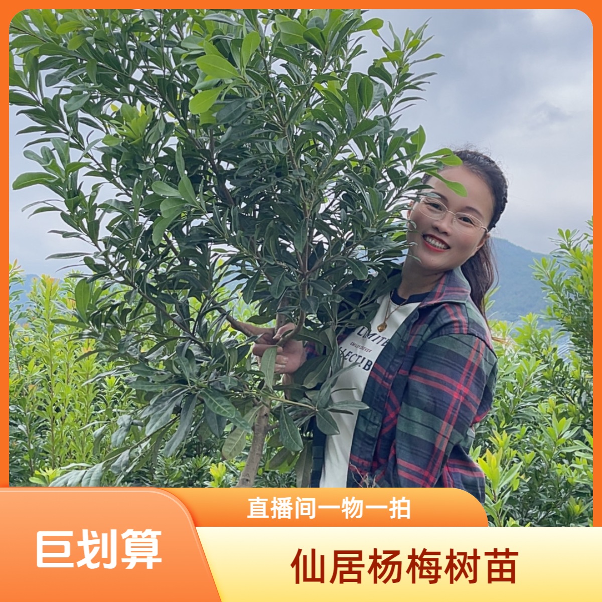 东魁黑炭杨梅树苗1-5年正宗仙居东魁杨梅盆栽种植杯苗带土发货