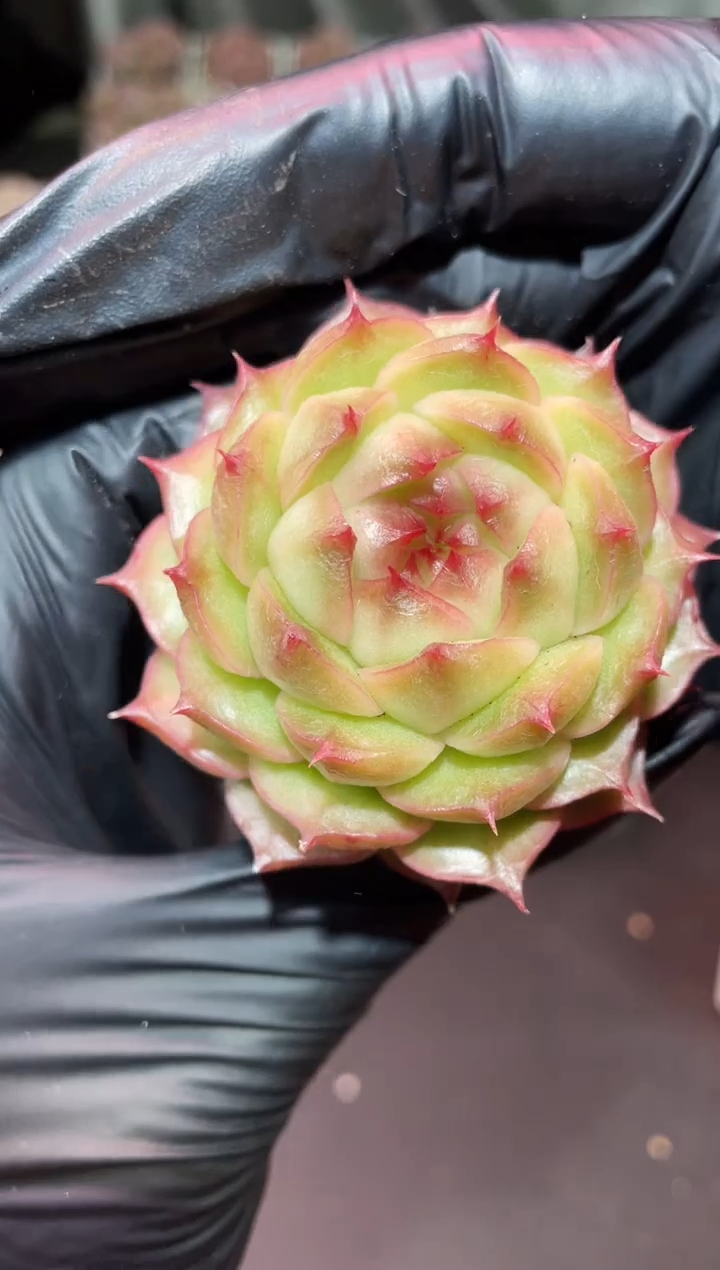 闪购764 海胆多肉一颗  4.5-5厘米