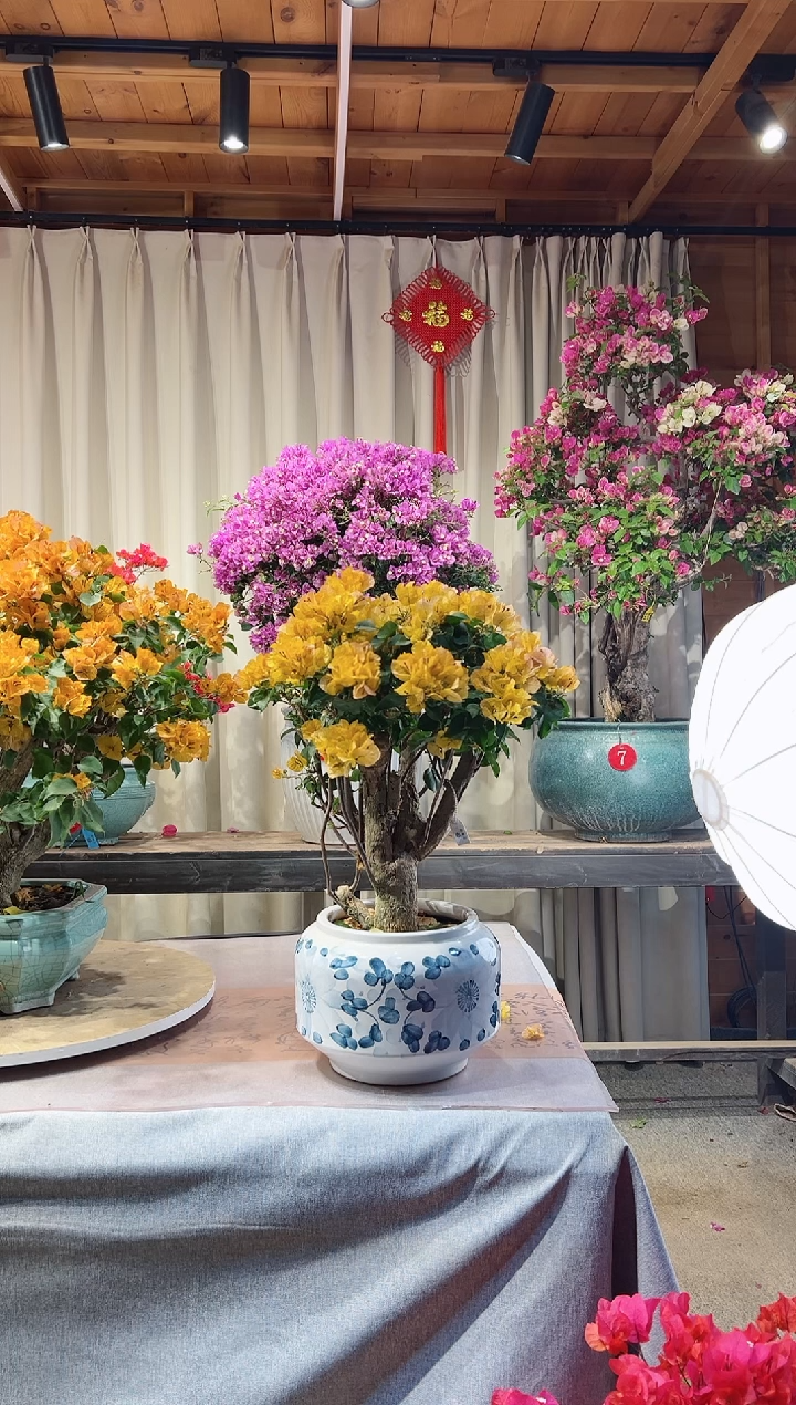 【闪购商品】盆景三角梅