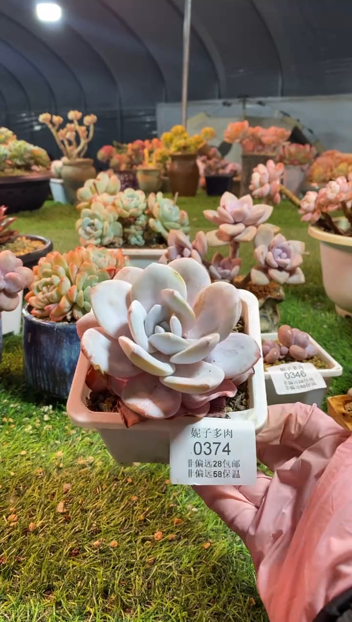 【闪购商品】0374a