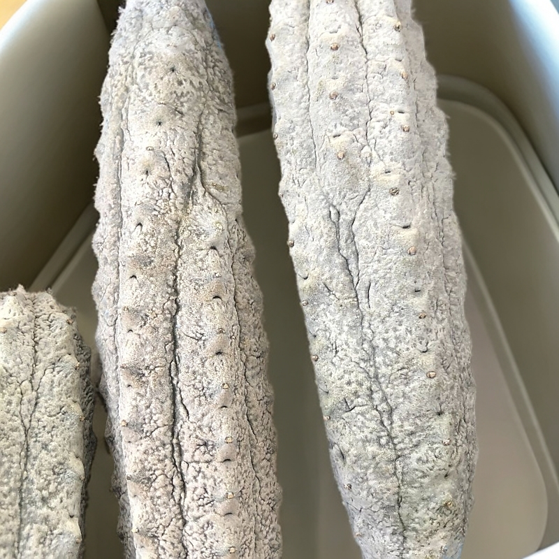 亚迪麒麟 侧芽无根，水泥柱大戟科属多肉植物盆栽 高度10-14厘米