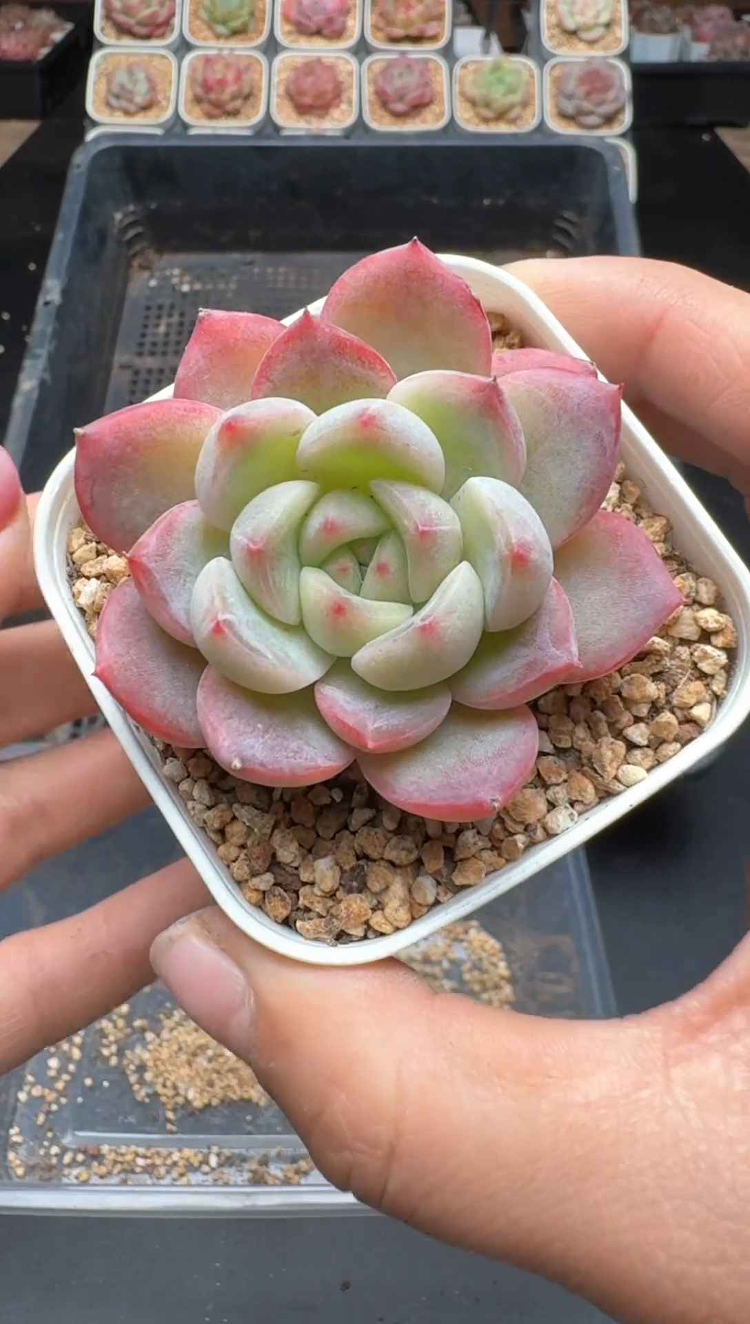 【闪购商品】937A物拍多肉带盆土6.5杯拍3颗包柚