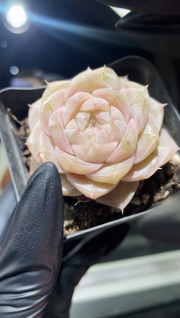 闪购615 皇家之心多肉一颗  4.5厘米