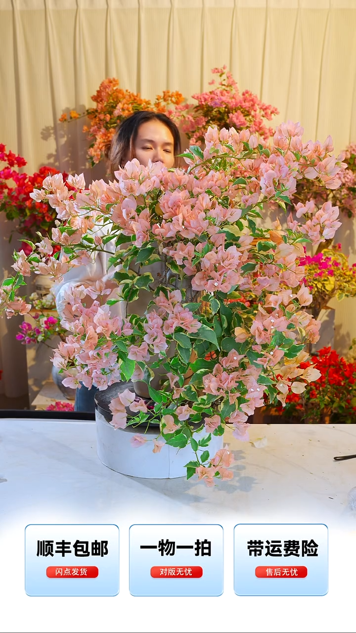 大部分开放少量花苞短****)金边马斯