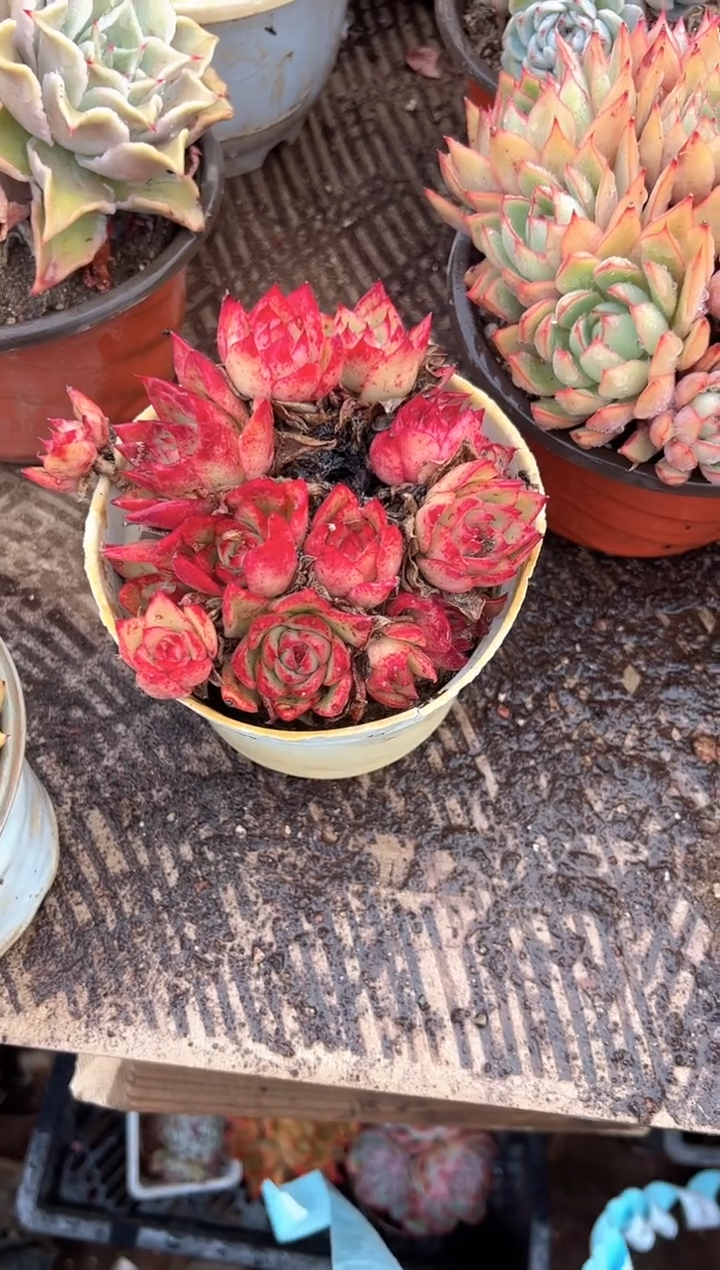 梦***≡多肉植物一物一拍25410