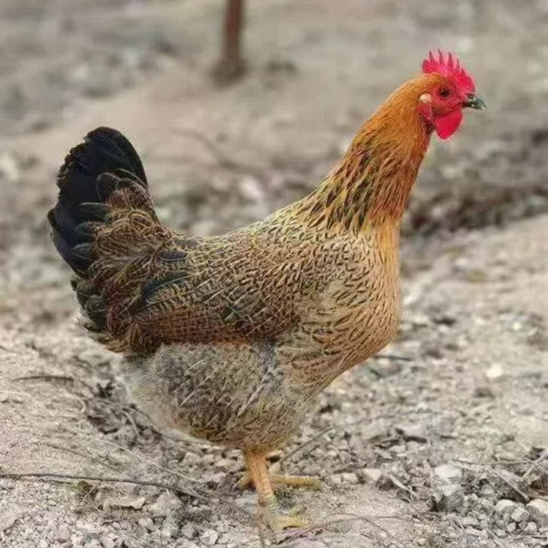 麻羽鸡10只整鸡土鸡肉鲜美