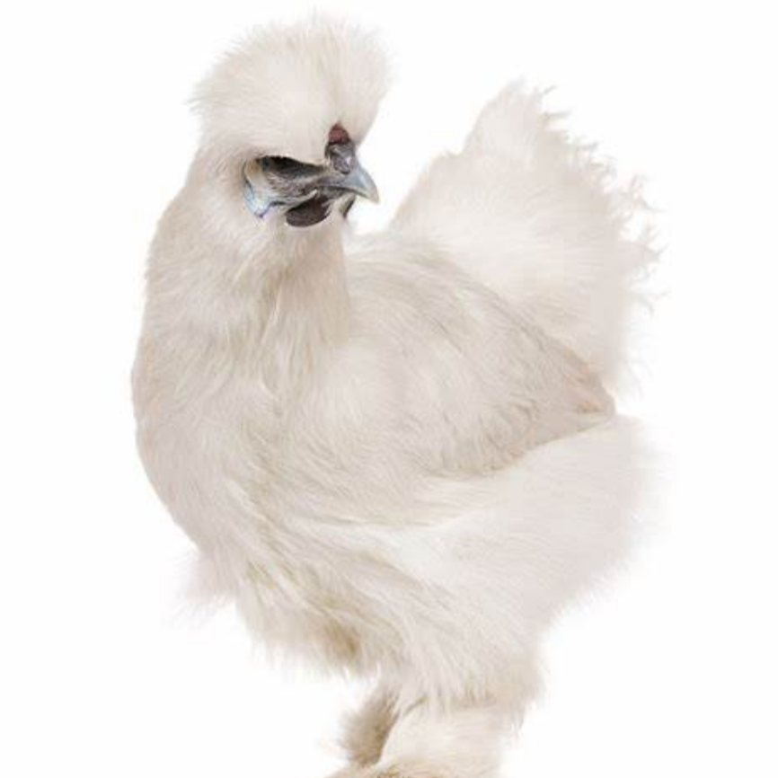 泰和乌鸡整鸡生鲜肉质鲜美到手11只