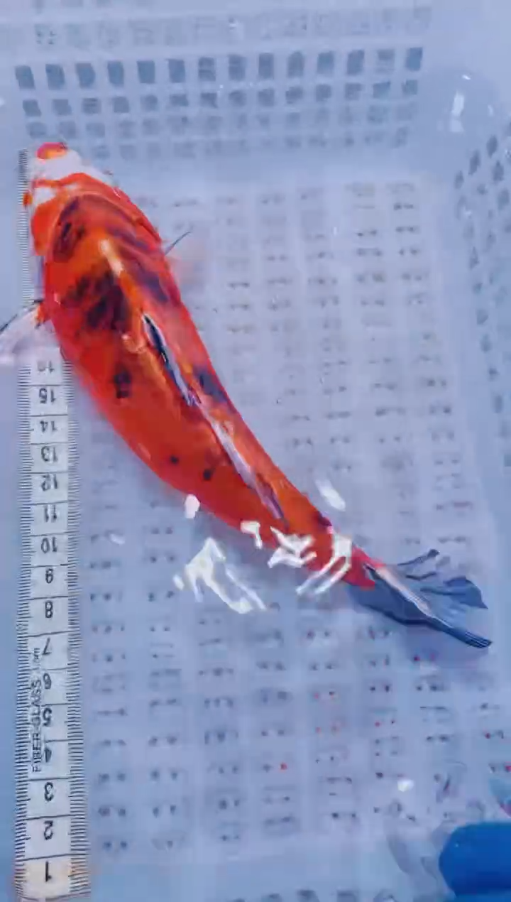 锦鲤血统锦鲤全场包邮53