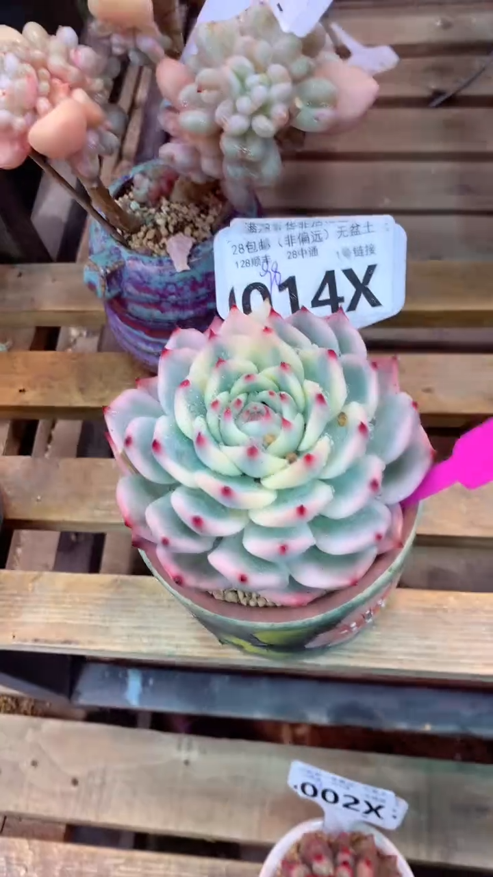 014X（一物一拍，精品多肉，w所见即所得 ）