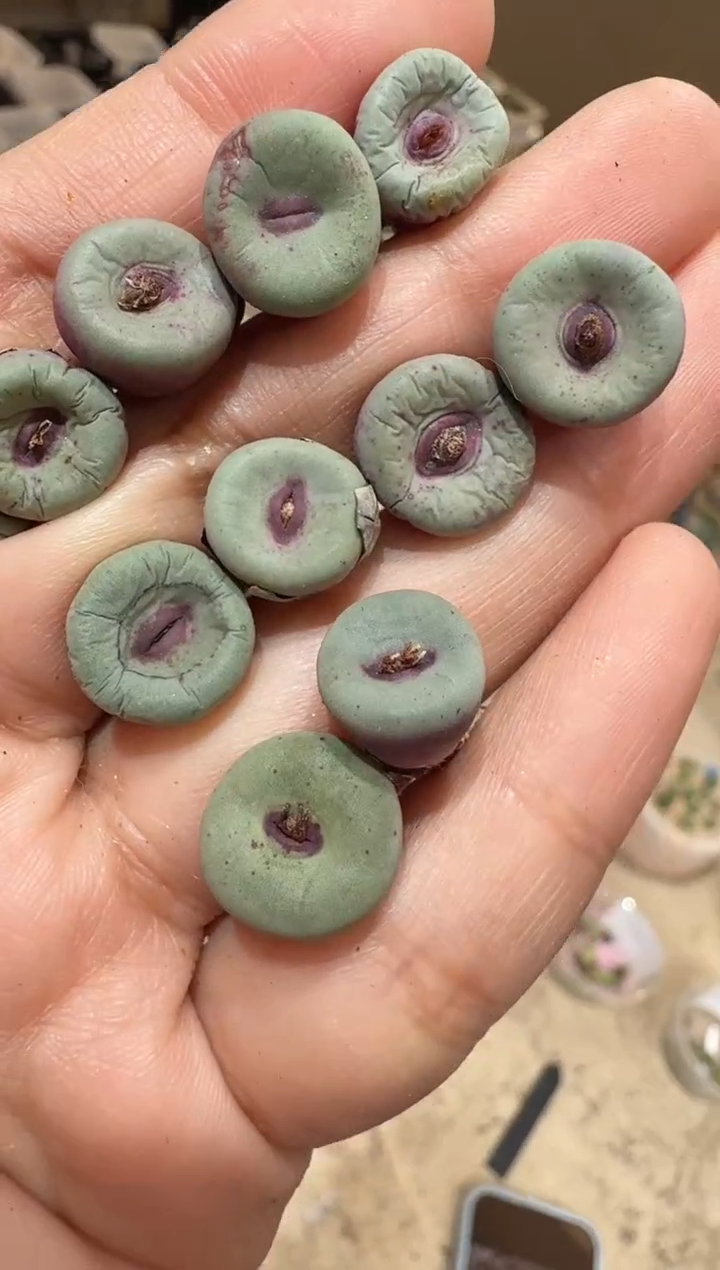 66多肉植物肉锥一颗