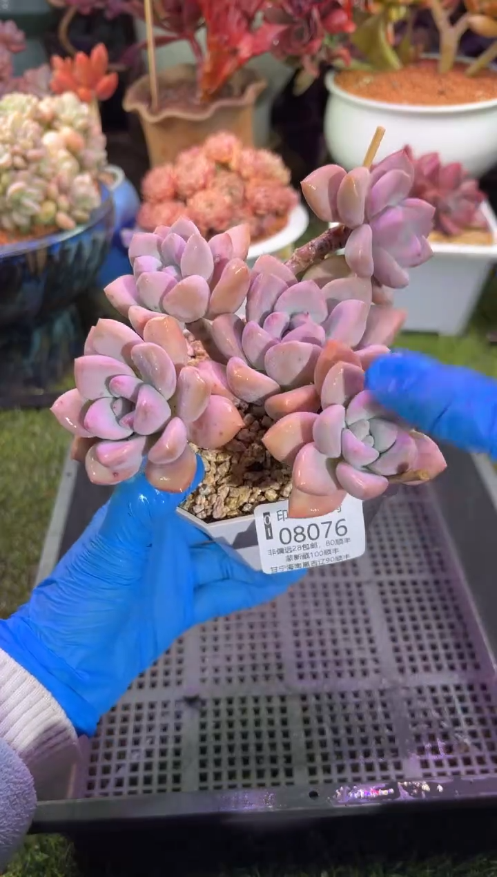 【闪购商品】08076