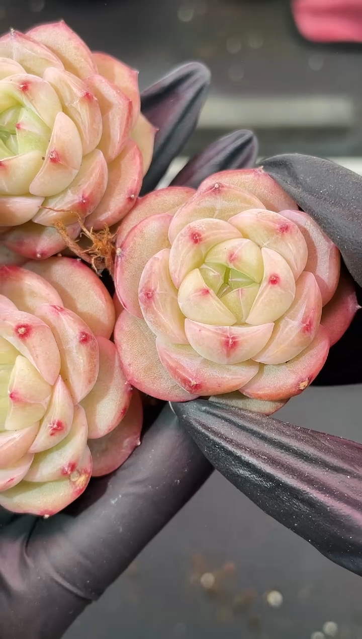 闪购1725  星球多肉一颗  3.5-4厘米