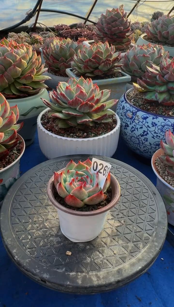 【闪购商品】0269惊鸿仙子