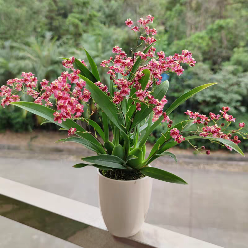 带花苞文心兰粉色梦香超浓香跳舞兰市内客厅花卉植物一年开多次花