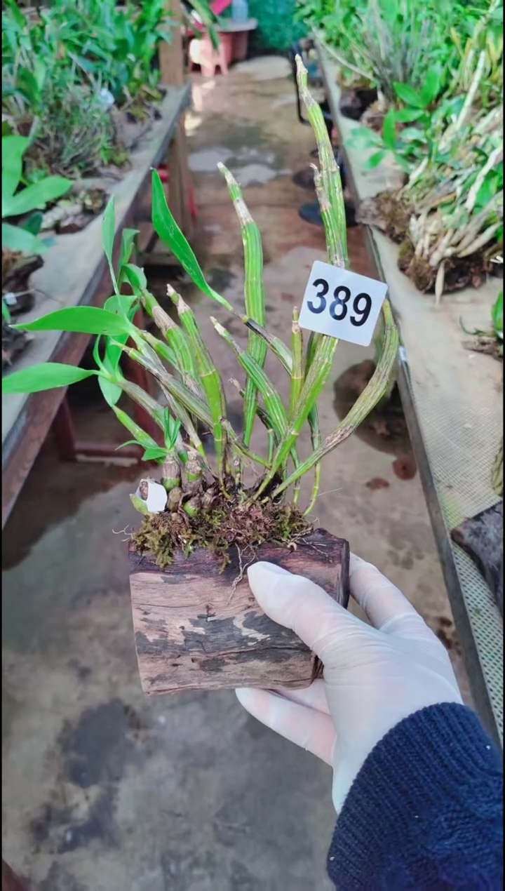 【闪购商品】389花卉植物微景观